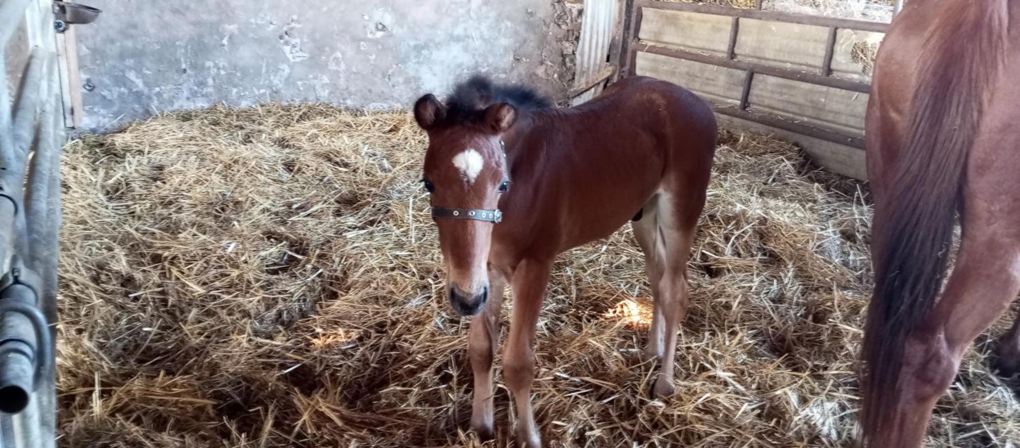 La Giraudiere Batisse Au Calme 2 A 4 Personnes Soulge-sur-Ouette Bagian luar foto